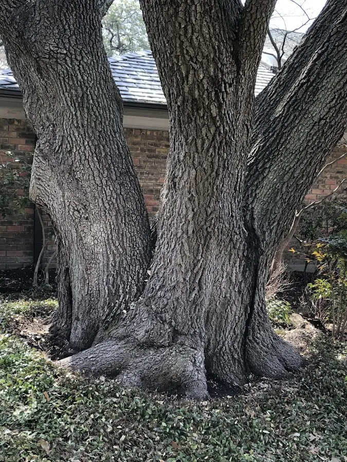 Mature heritage tree close to a Neffs property cared for by certified arborists